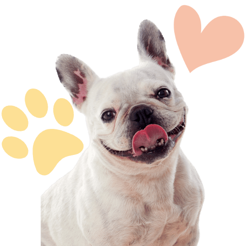 10 Fascinating Dog Trivia: Impress Fellow Canine Lovers! - Woofingtons