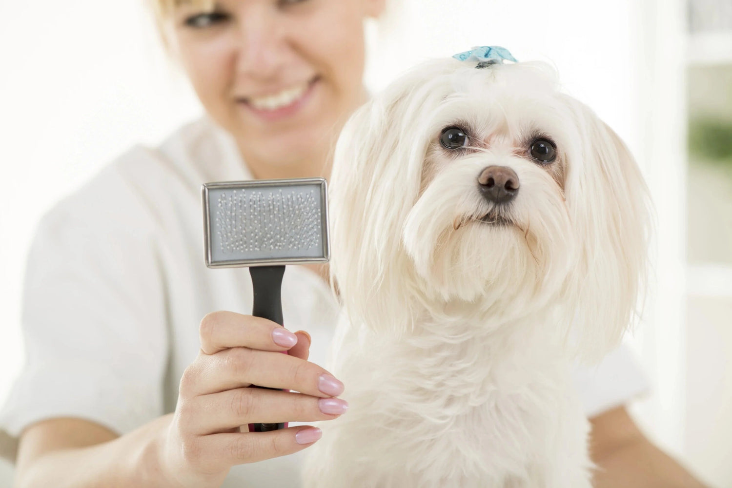 Hair Today, Gone Tomorrow: The Furry Reality of Living With a Shedding Breed - Woofingtons